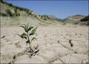 شمالِ بحرانزده؛ از زمینهای تشنه تا سفرههای کوچک وخالی مردم / کشاورزان استانهای شمالی زیر فشار کمآبی، گرانی نهادهها و دستهای واسطهها/ گزارش بقلم : ابراهیم حاتمی فعال رسانه ای کشور